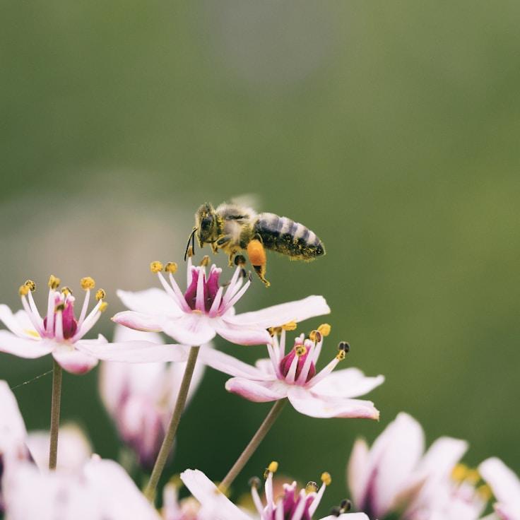 Alpine wilderness landscape